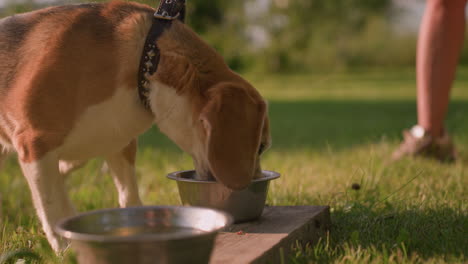 close up of two metal plates on plank as brown dog eagerly approaches to eat from it in sunny outdoor garden under warm sunlight, with slightly blurred person visible in background