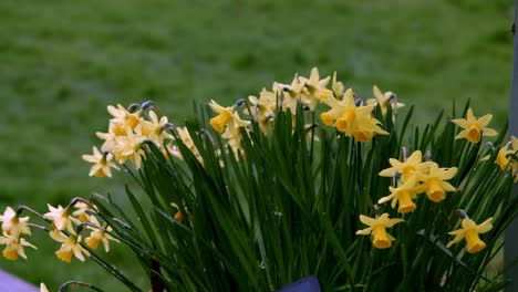 a cluster of yellow daffodils