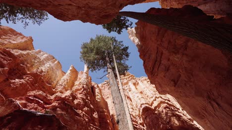 looking up at the trees and cliff sides of the bryce canyon national park