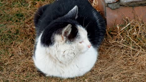 stray cat resting on grass