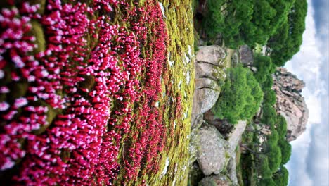 Flores-Silvestres-Rojas-Y-Musgo-En-Una-Roca-En-La-Naturaleza