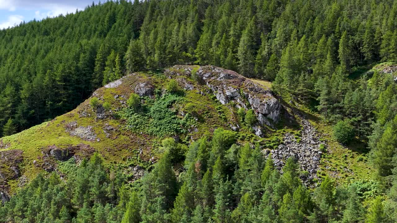 Drone glides above lush pine forest and rocky hillside, bright daylight, wide landscape perspective