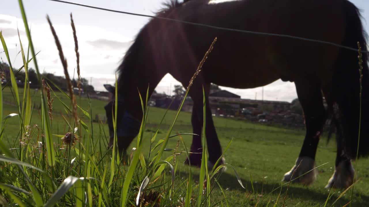 hierba exuberante en la pradera con caballos pastando en la toma panorámica de fondo
