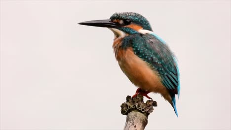 this common kingfisher was so friendly that it allowed me to come very close as i took this footage