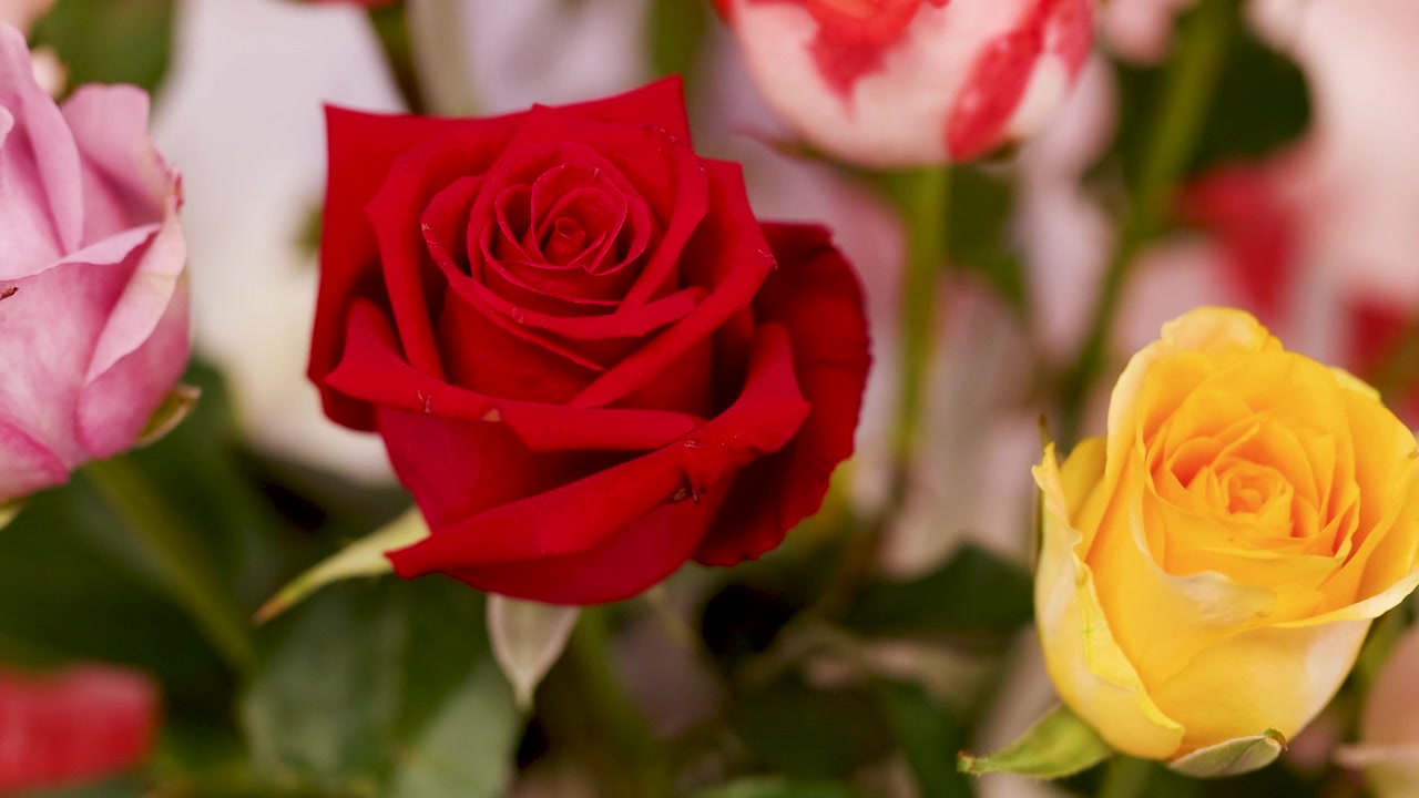 Plano fechado estático de rosas frescas vermelhas, amarelas e cor-de-rosa sob luz natural suave