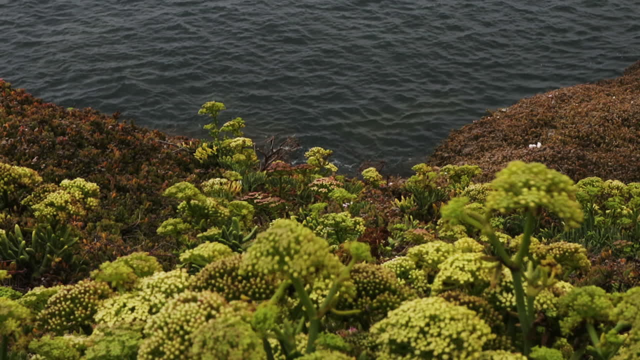 Wild flowers by the ocean in Sintra beach
