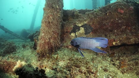 南方蓝魔鱼 (paraplesiops meleagris) 南澳大利亚本土 4k 慢动画