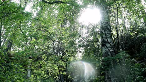 sunlight filtering through a lush forest