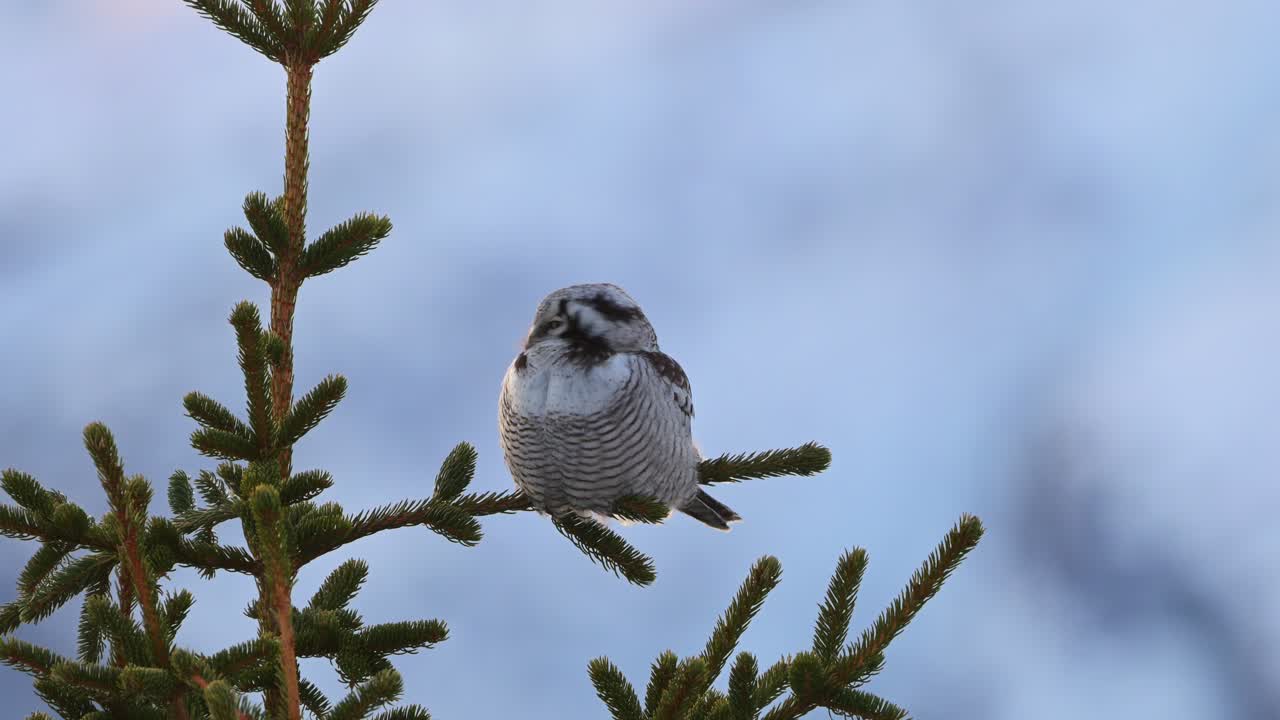 Owl perched on evergreen tree in Norway looks left, then right, alert and scanning surroundings.