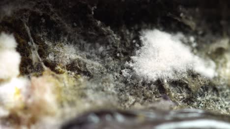 different types of molds on a rotting tomato