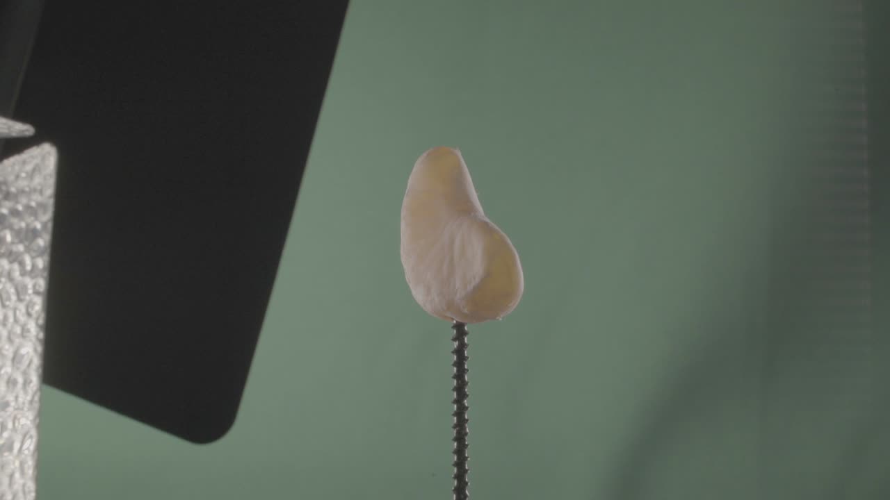 mandarina girando con bucle en pantalla verde para la llave de croma