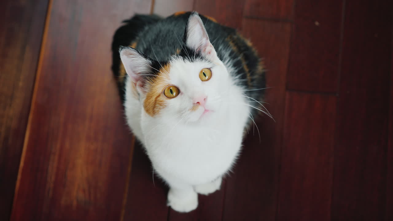 Cool Cat Carefully Watches Someone Turns His Head From Side To Side