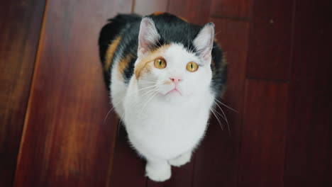 cool cat carefully watches someone turns his head from side to side