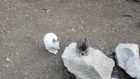 Kaninchen-Spielen-Im-Garten-Auf-Felsen