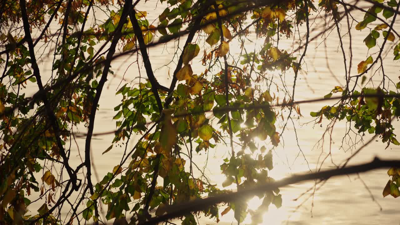 Morning sunlight falls on golden Autumn leaves with river background