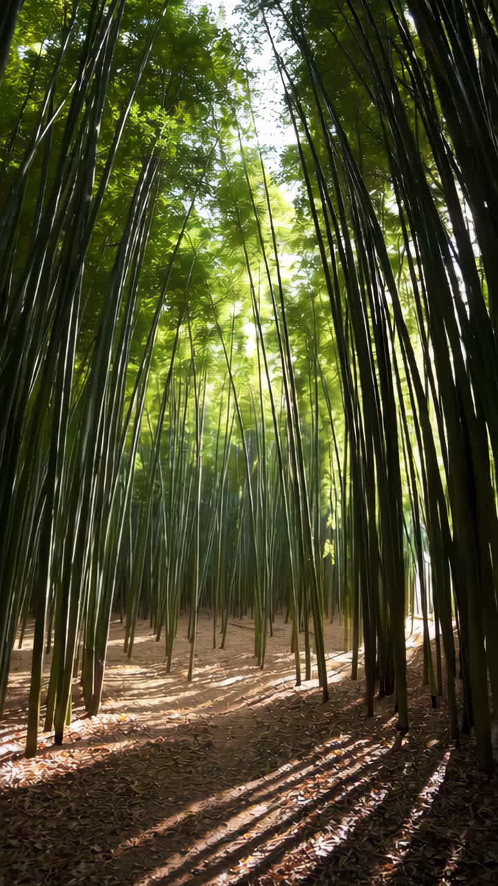 la luz del sol filtrándose a través de un denso bosque de bambú