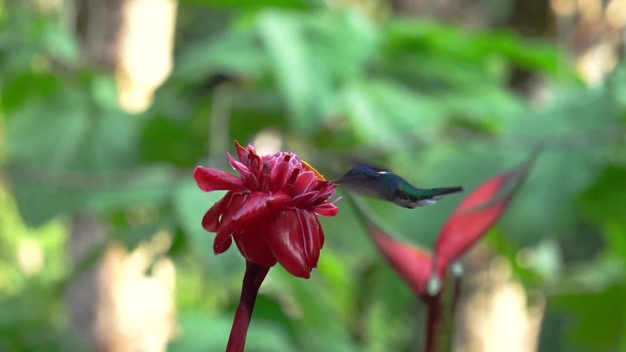 Primo piano al rallentatore: un piccolo e grazioso colibrì giacobino dal collo bianco si nutre su un fiore di Etlingera elatior mentre è in volo