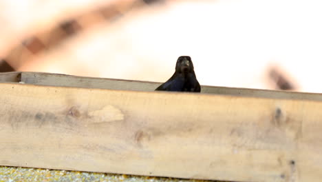 Vögel,-Die-Gemahlenen-Mais-In-Einer-Zuführung-Fressen