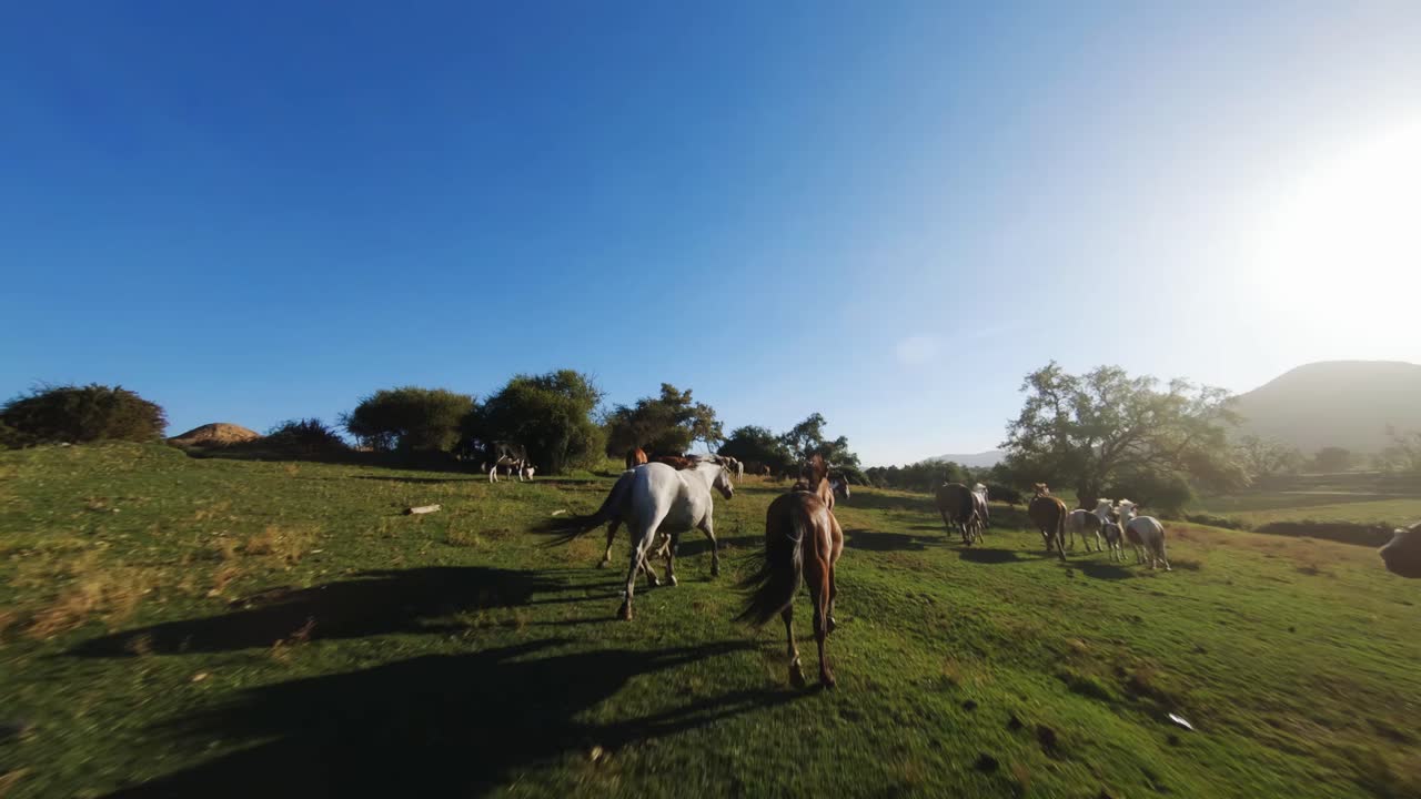 Ripresa con drone FPV di decine di cavalli che corrono nel prato