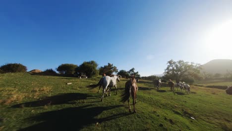 Fpv-Drone-Disparó-A-Docenas-De-Caballos-Corriendo-En-El-Prado