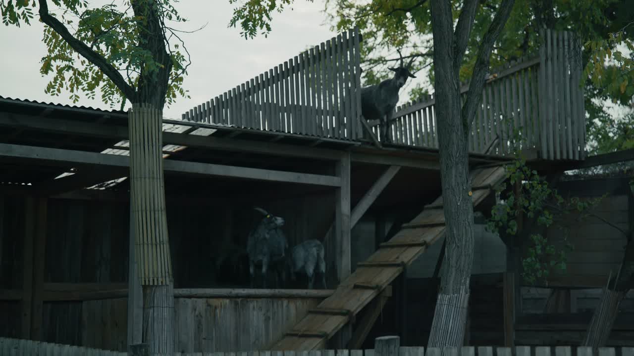 Goats standing on a raised wooden structure in an enclosure at Schloss Hof, Austria