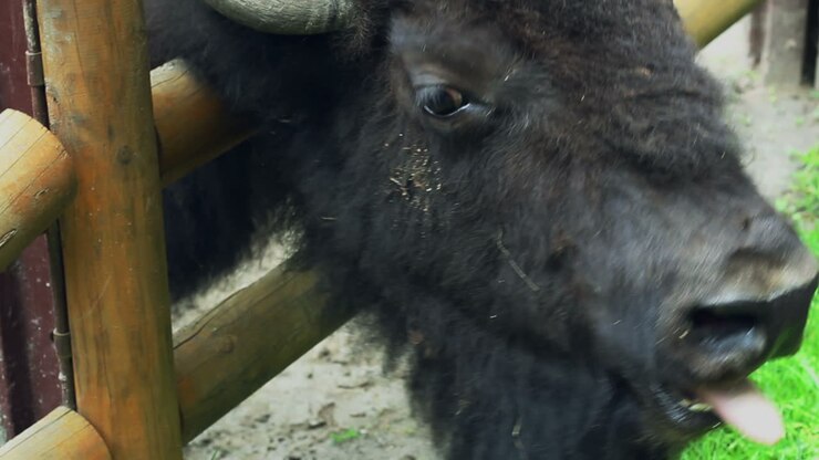 Testa di bisonte. Primo piano della testa di bisonte dietro le recinzioni in uno zoo. Testa di animale