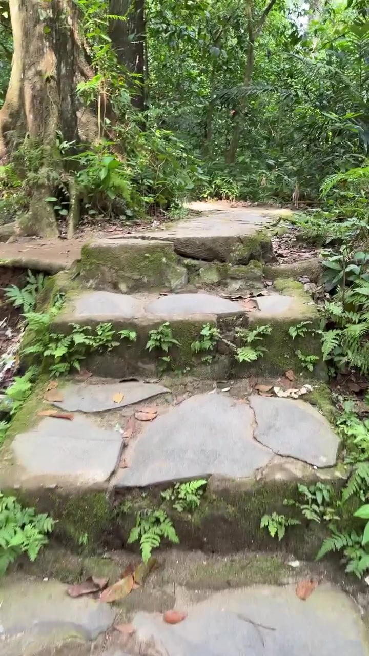 Walking Up Stone Steps on a Forest Trail