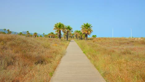 boardwalk between grassy field leading to palm trees in pinar beach, castellon, spain