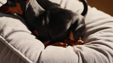 small dog relaxing on dog bed