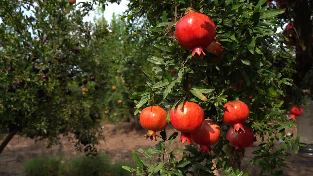 plantación de granados en la temporada de recolección