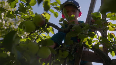 little boy up a tree picking apples at an orchard on a sunny autumn day