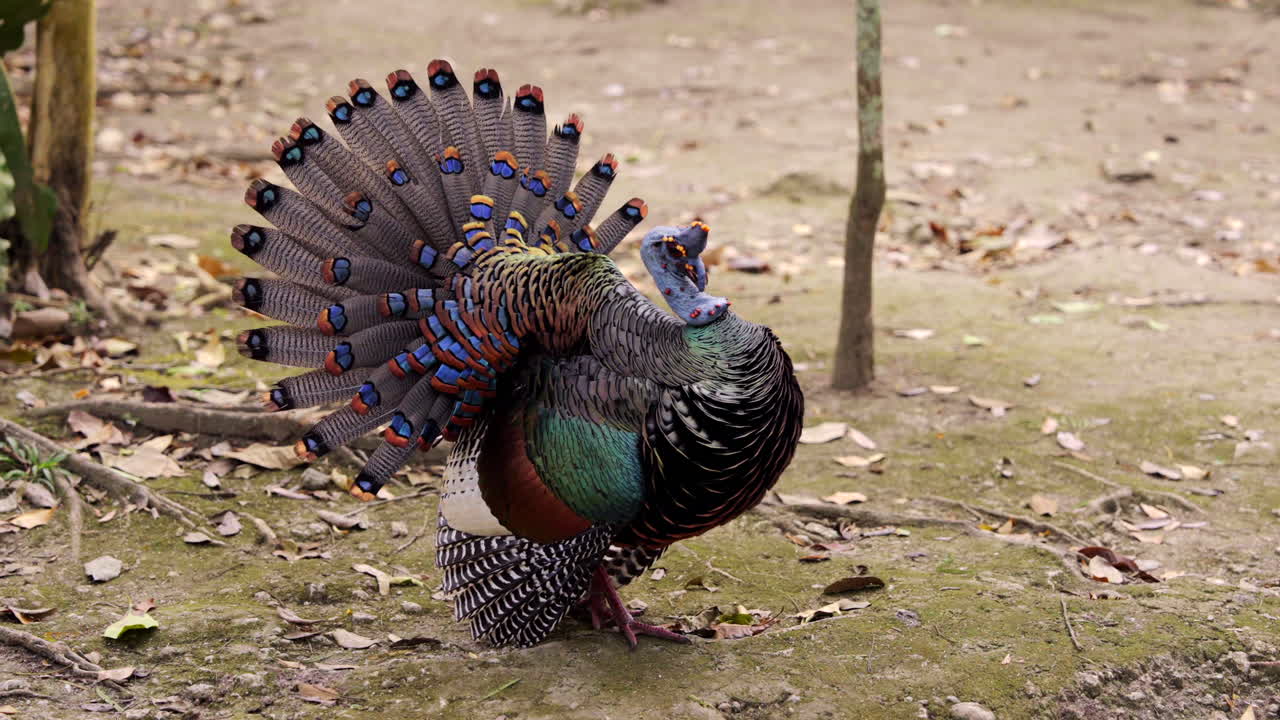 Kúuts. Ocellated colorful wild turkey. Exotic bird open tail feathers. beautiful plumage. slow motion