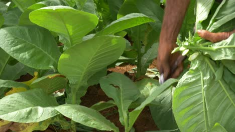 old farmer harvesting tobacco