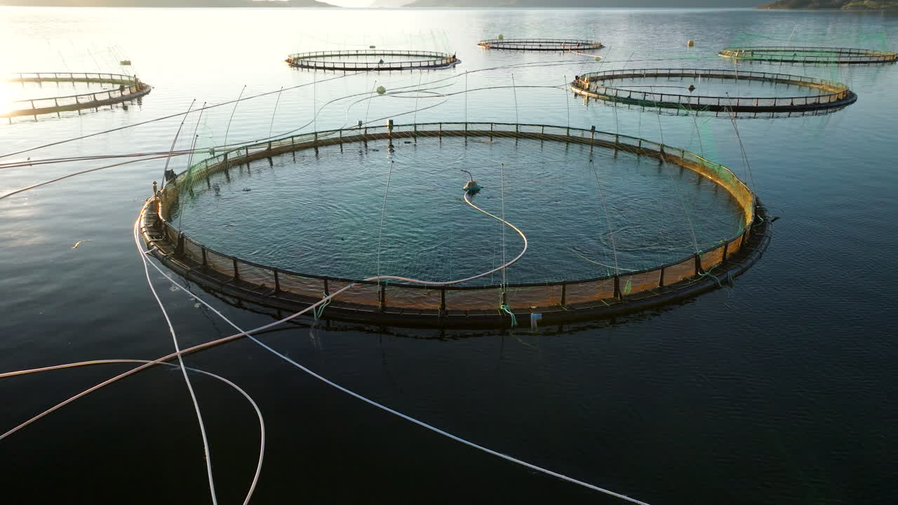 Salmon farm with circular cages, fish swim in pens, midnight sun, Gratangen, Norway. Aerial drone low altitude