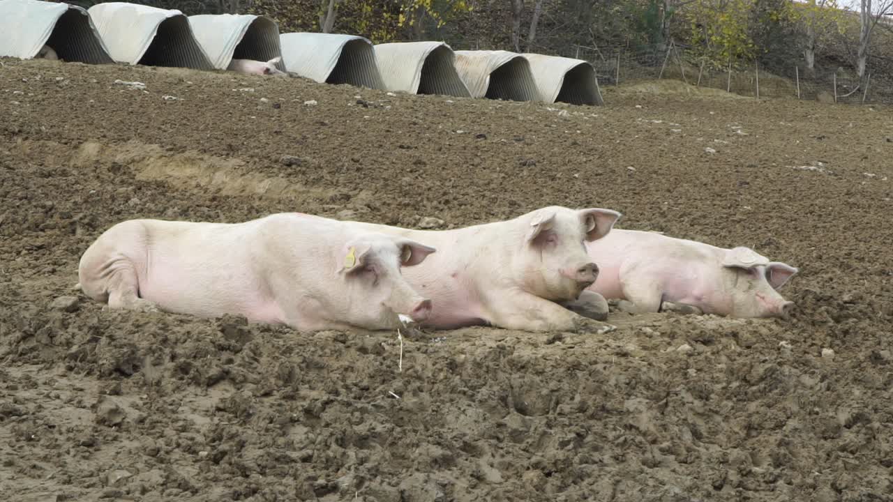 Cute white pigs resting on field outside in sunny daytime