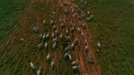 Drohnenaufnahme-Aus-Der-Luft,-Die-über-Eine-Rinderherde-Fliegt-Und-Sich-Zu-Einer-Vogelperspektive-Neigt