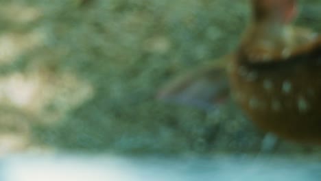 4k cinematográfico en cámara lenta de la naturaleza de la vida silvestre imágenes de un ciervo manchado de cerca en el medio de la jungla en las montañas de phuket, tailandia en un día soleado