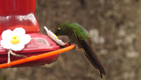 Colibrí-De-Cerca-Bebiendo-Del-Alimentador-A-Cámara-Lenta