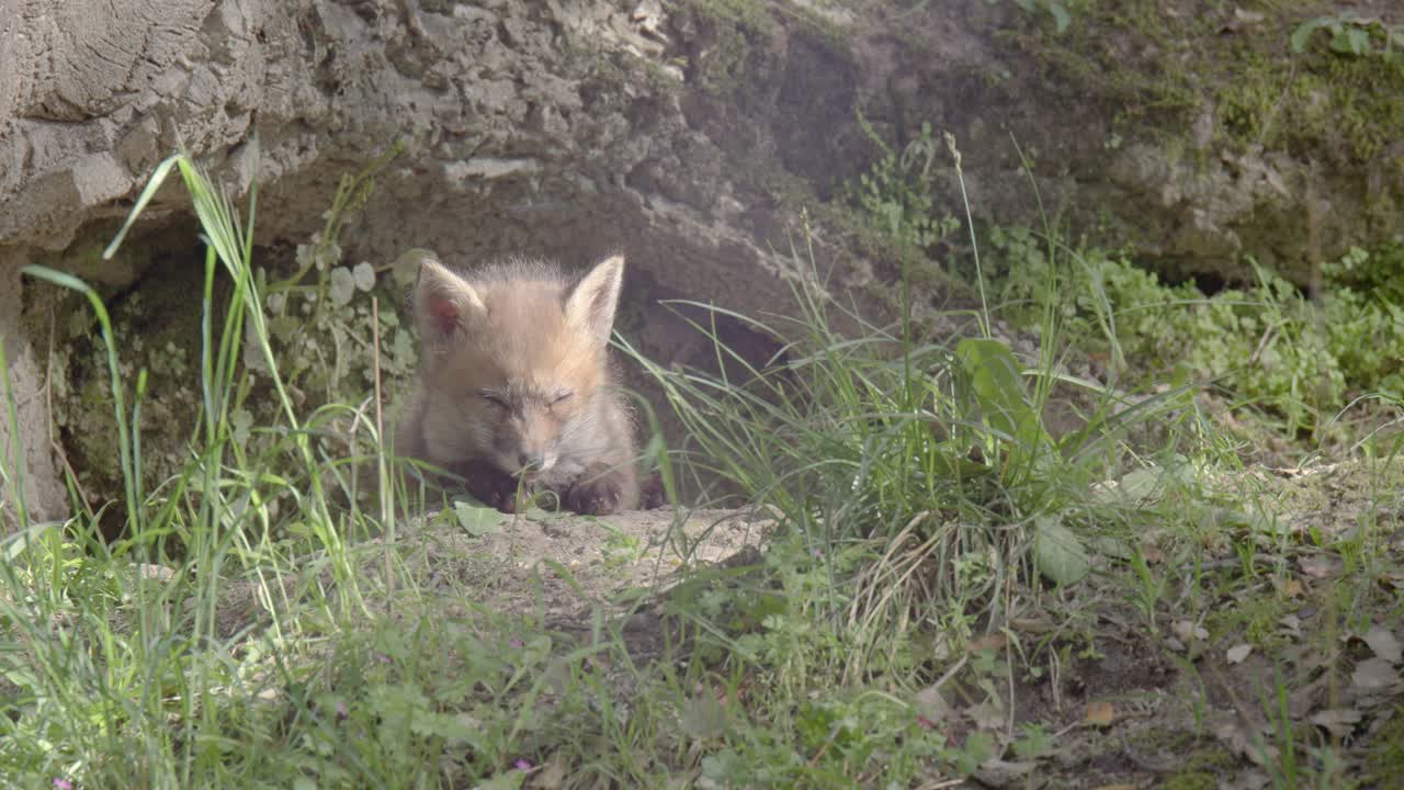 Red fox cub (vulpes vulpes) resting at the entrance of its den, in a spring day, in a mediterranean forest, in Tiétar Valley, Spain