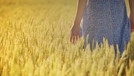 Agricultora-Tocando-Trigo-En-Un-Campo-De-Trigo-Dorado.-Mujer-Mano-Tocar-La-Hierba