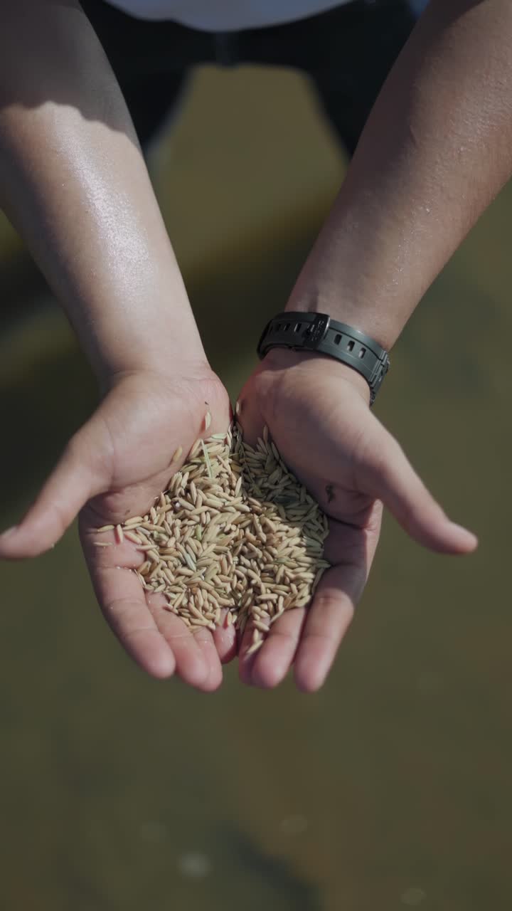 Slow-motion shot of a harvester's hands dropping many freshly harvested rice seeds