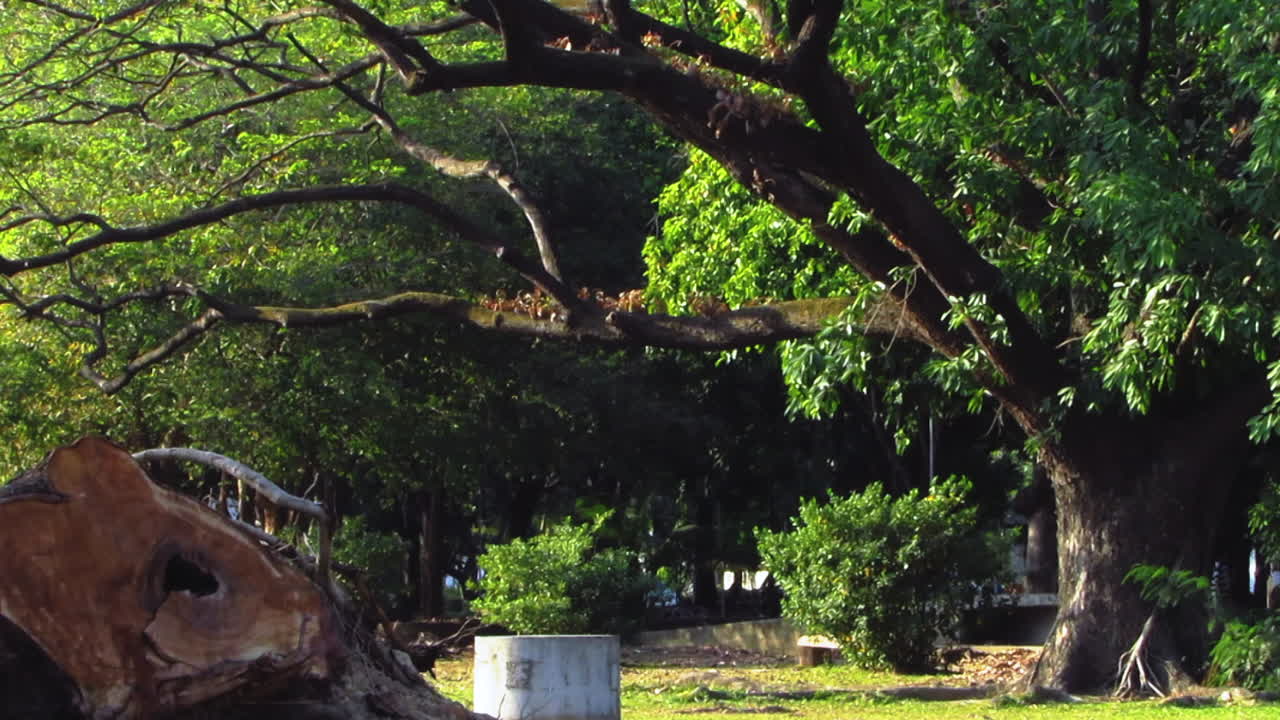 Huge Old Tree with Long Branches in Olongapo City, Philippines