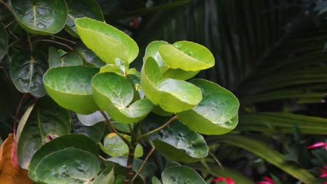 raindrops-fell-on-the-green,-bowl-shaped-leaves