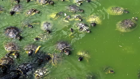 group of turtle pond over freshwater lake