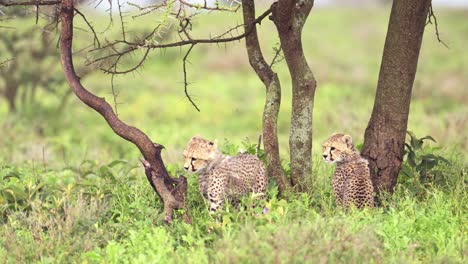 cheetah cubs climbing a tree in serengeti national park in tanzania in africa on african wildlife safari animals game drive, playful cheetahs cub being mischievous, playful baby animals