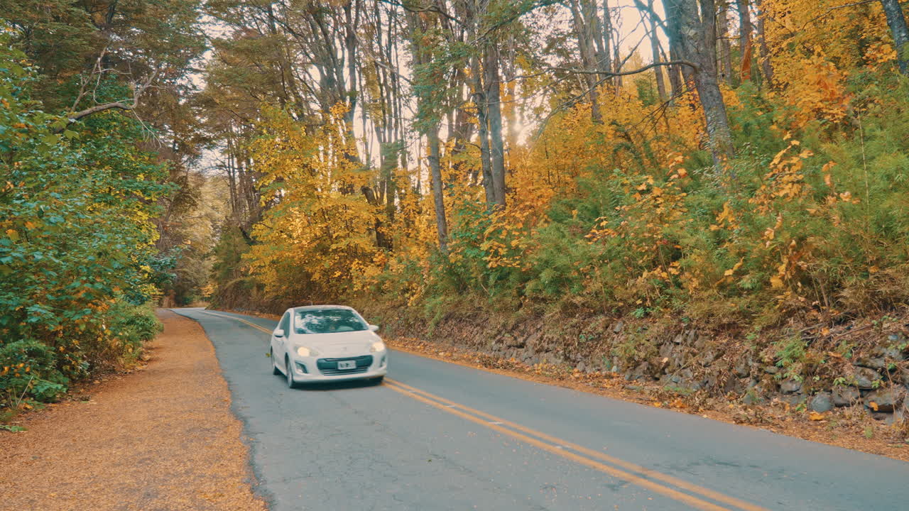 Auto bianca che percorre una strada forestale panoramica in autunno