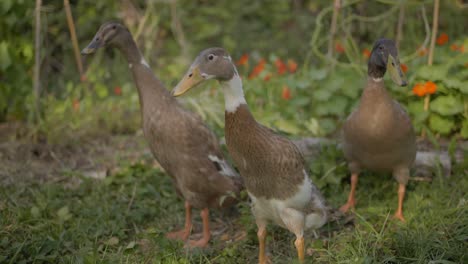 Indische-Läufer-Entenfamilie-Im-Bio-Garten,-Die-In-Die-Kamera-Schaut-–-Ein-Beispiel-Für-Permakultur-Arbeit-Im-Heimischen-Garten