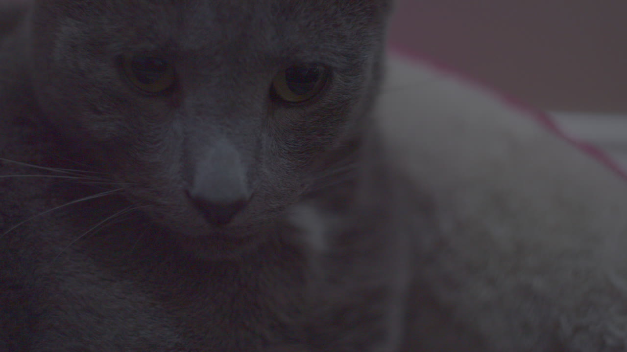 Sad gray cat looks at you