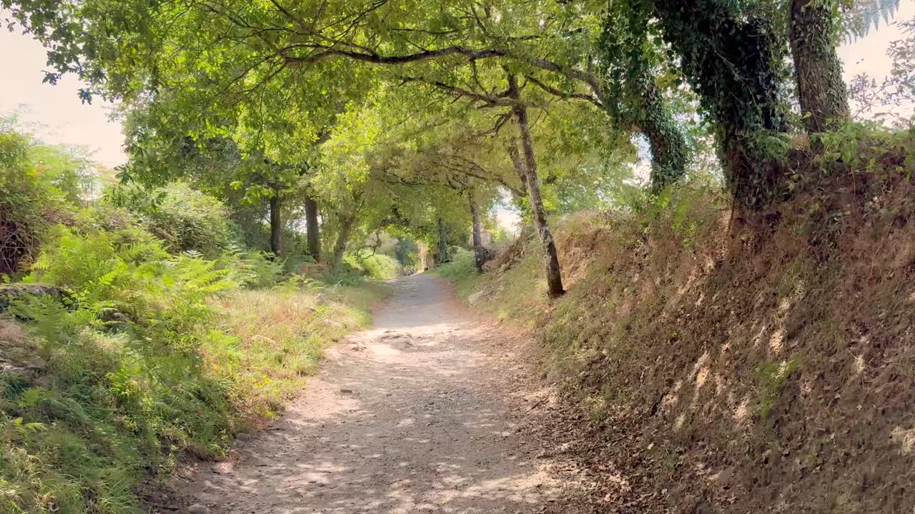 Scenic nature along the Camino de Santiago with upward views of forest trees and cornfields, capturing the peaceful rural landscape of northern Spain