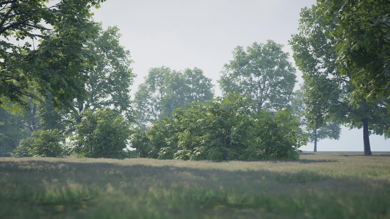 아침  ⁇ 빛으로 큰 마당을 가진 초록색 잔디 ⁇